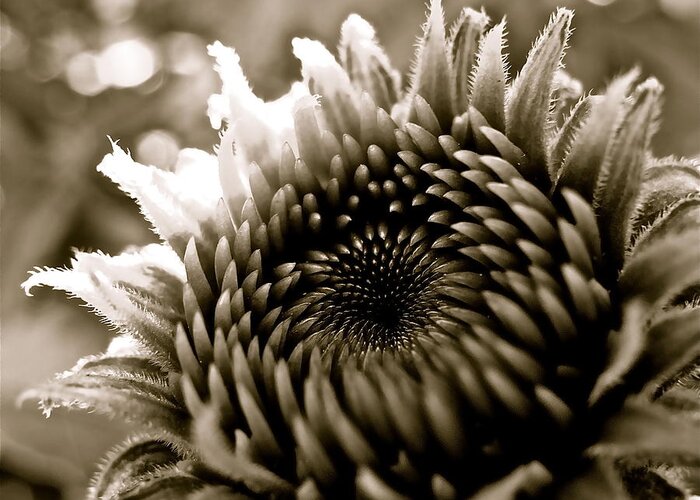 Echinacea Greeting Card featuring the photograph Echinacea I by Kim Pippinger