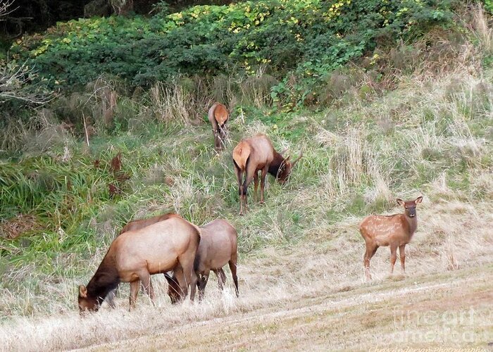 Raw Greeting Card featuring the photograph Ecola Elk by Chris Anderson