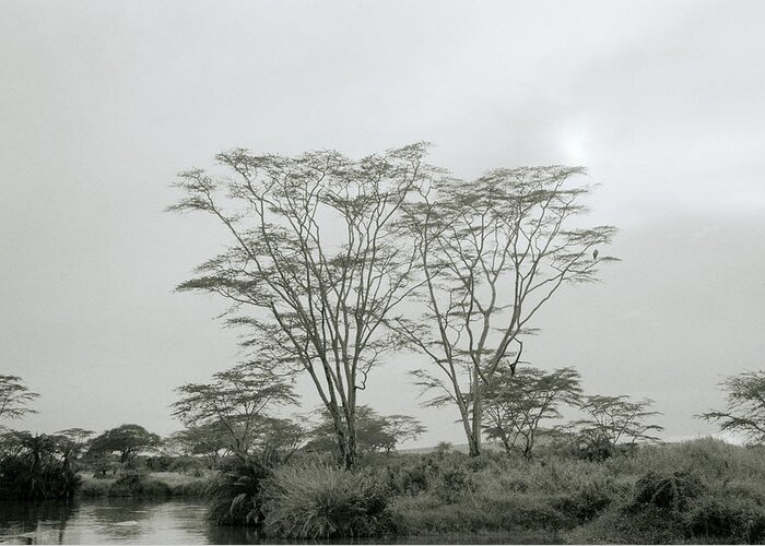 Africa Greeting Card featuring the photograph Eden by Shaun Higson