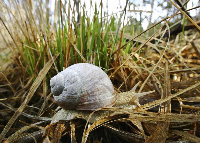 Feb0514 Greeting Card featuring the photograph Edible Snail Bavaria Germany by Konrad Wothe