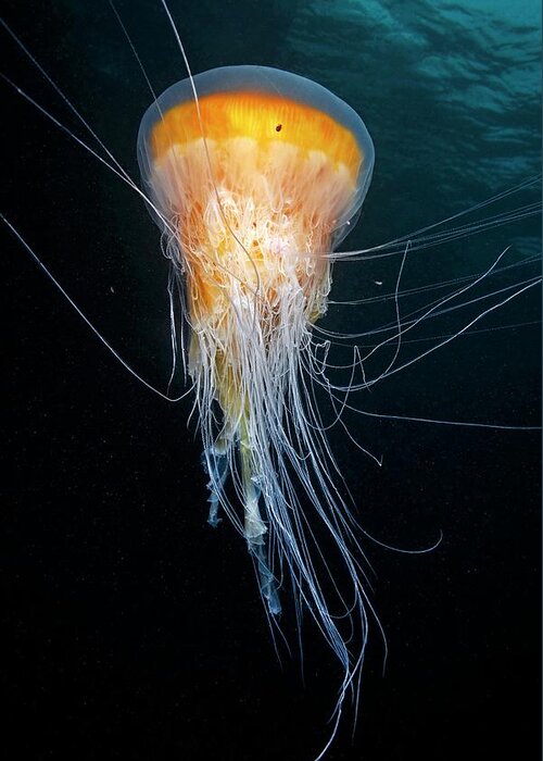 Animal Greeting Card featuring the photograph Egg-yolk Jellyfish by Alexander Semenov/science Photo Library