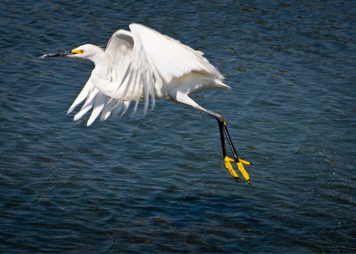 Snowy Egret Greeting Card featuring the photograph Egret Aloft by Janis Knight