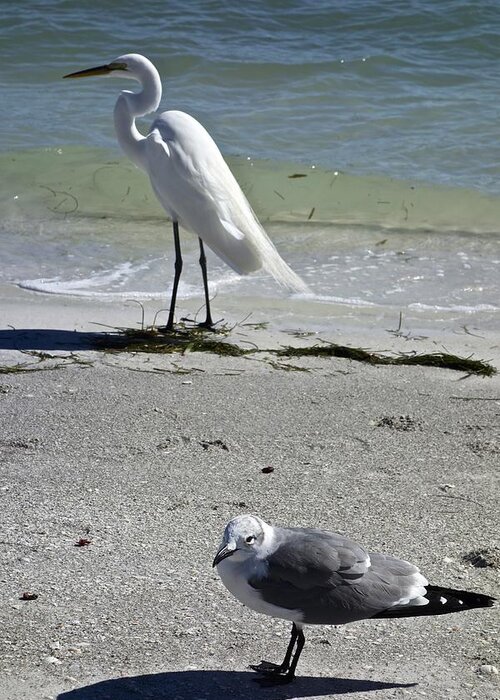 Photograph Greeting Card featuring the photograph Egret and Seagull by Joan Reese