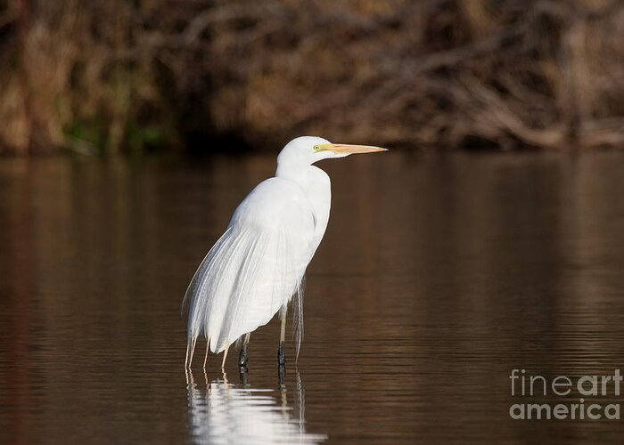 Egret Greeting Card featuring the photograph Egret at daybreak by Ruth Jolly