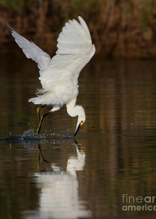 Egret Greeting Card featuring the photograph Egret diving for lunch by Ruth Jolly