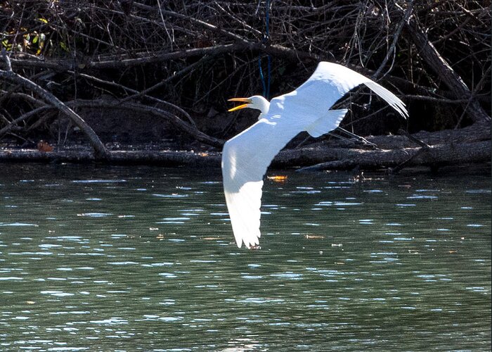 Egret Greeting Card featuring the photograph Egret in flight by John Johnson