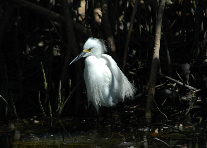 Egret Greeting Card featuring the photograph Egret of Sanibel 2 by David Weeks