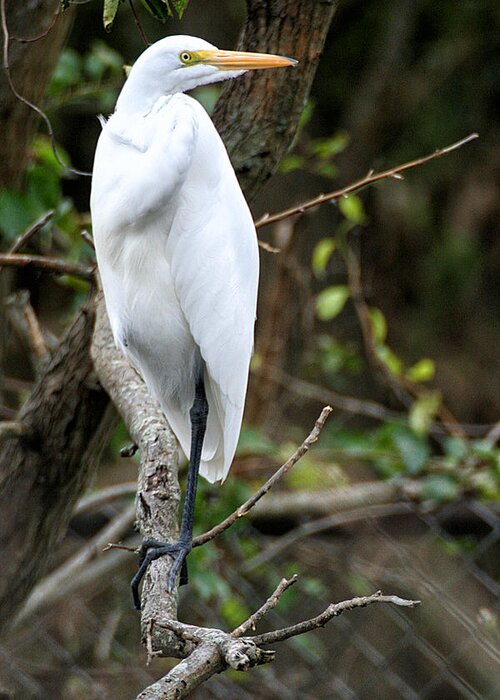 Animal Greeting Card featuring the photograph Egret on a Limb by William Selander
