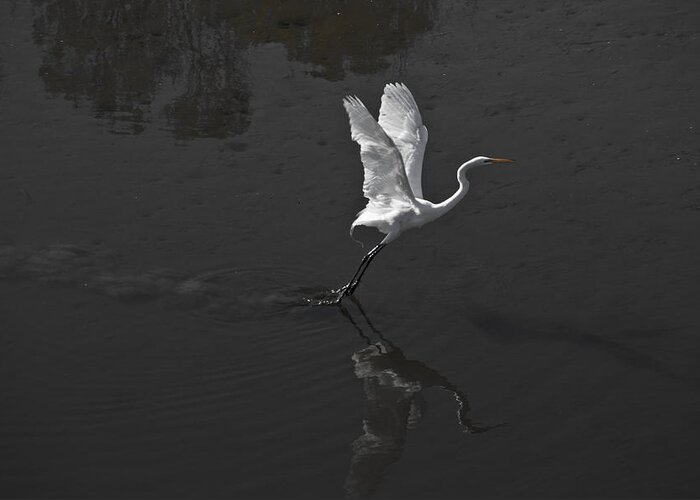 Egret Greeting Card featuring the photograph Egret by Phil Mancuso