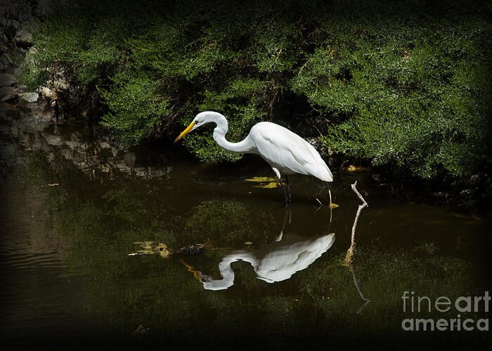 Egret Greeting Card featuring the photograph Egret Reflection by Paul Gillham