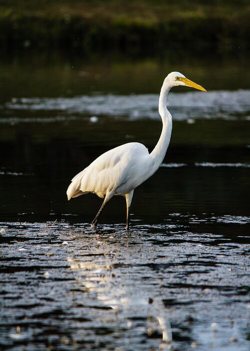John F Kennedy Memorial Park Greeting Card featuring the photograph Egret by SAURAVphoto Online Store