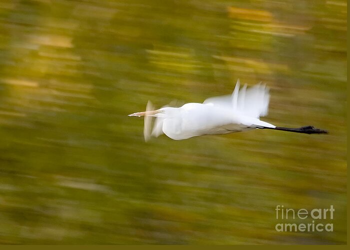 Birds Greeting Card featuring the photograph Egret by Steven Ralser