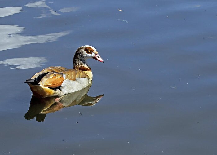 Birds Greeting Card featuring the photograph Egyptian Goose by Tony Murtagh