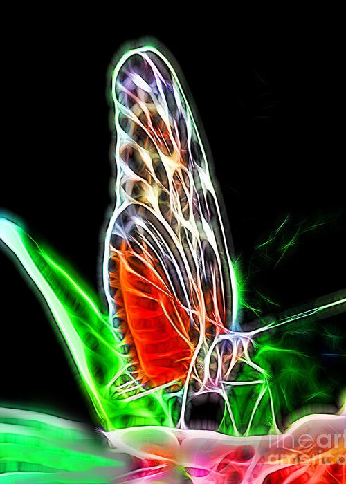 Wildlife Greeting Card featuring the photograph Electric Butterfly by Dawn Gari