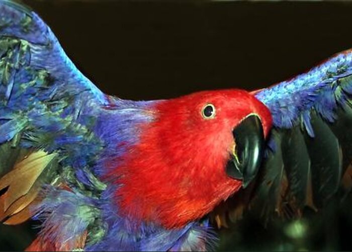 Eclectus Greeting Card featuring the photograph Electric Eclectus by Andrea Lazar
