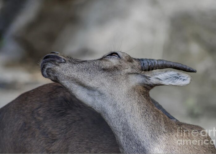 Michelle Meenawong Greeting Card featuring the photograph Elegance Of The Ibex by Michelle Meenawong