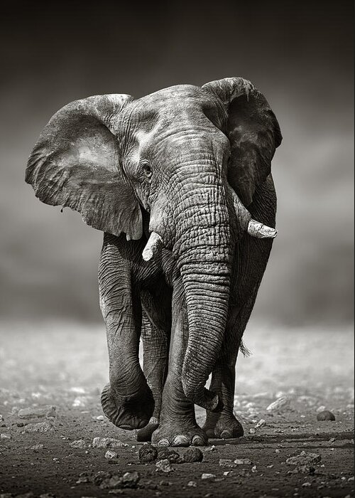 Elephant Greeting Card featuring the photograph Elephant approach from the front by Johan Swanepoel