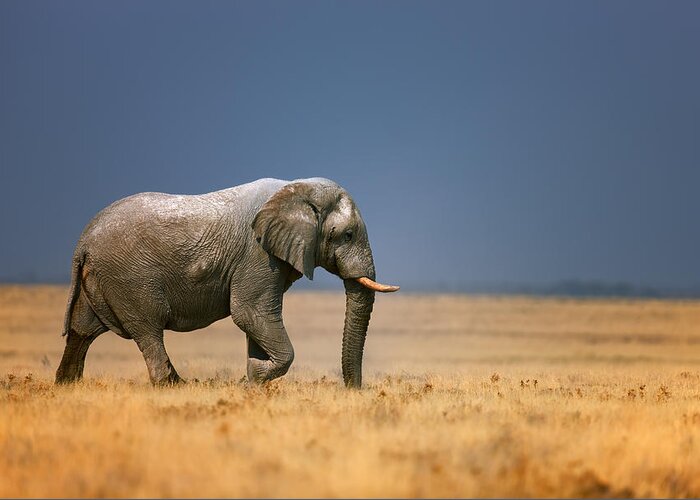 Walk Greeting Card featuring the photograph Elephant in grassfield by Johan Swanepoel