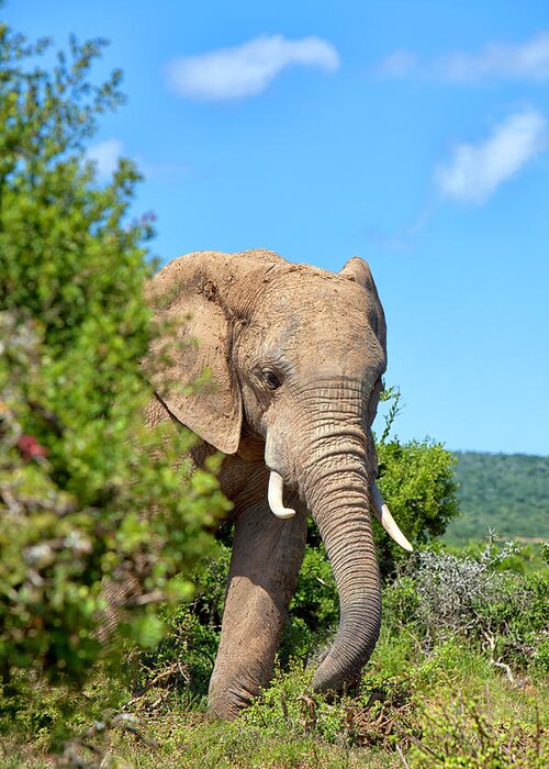 Extreme Terrain Greeting Card featuring the photograph Elephant In The Bush by Mof