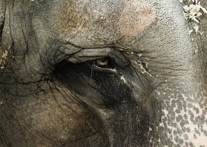 Animal Greeting Card featuring the photograph Elephant by Melissa Petrey