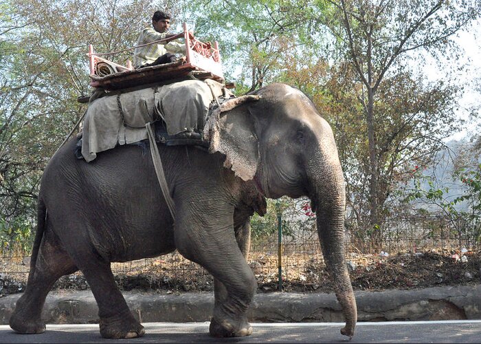 India Greeting Card featuring the photograph Elephant on the road in India by Diane Lent