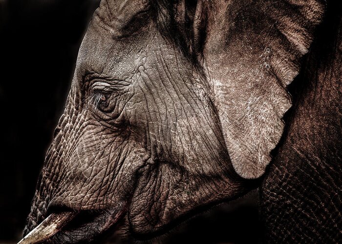 Abedare Mountains Greeting Card featuring the photograph Elephant Profile by Mike Gaudaur