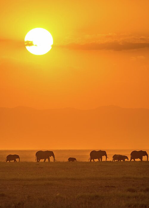 Elephant Greeting Card featuring the photograph Elephants At Sunset by Ted Taylor