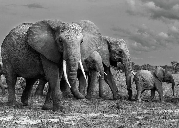 Elephant Greeting Card featuring the photograph Elephants Family by Massimo Mei