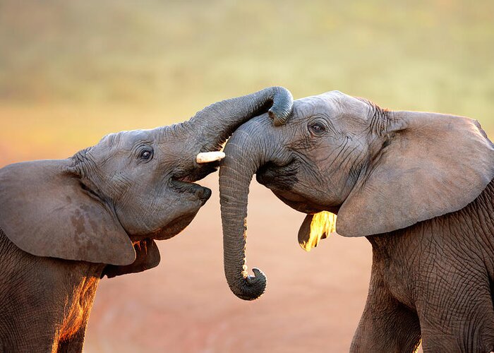 Elephant Greeting Card featuring the photograph Elephants touching each other by Johan Swanepoel