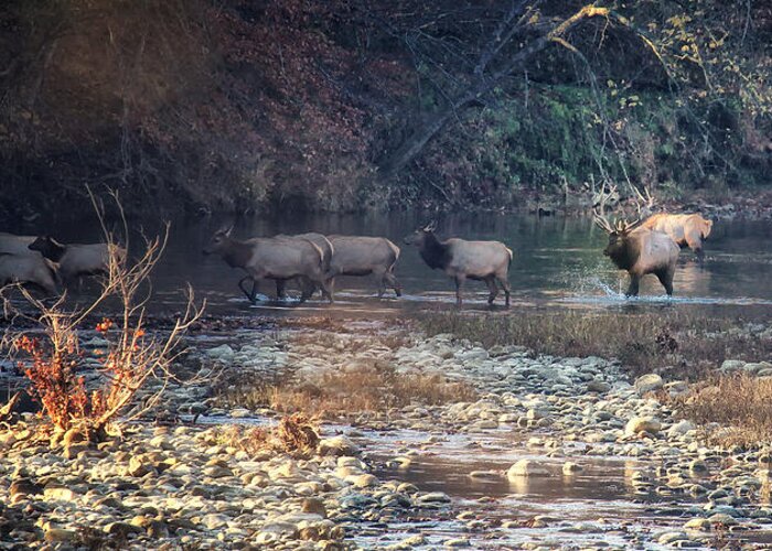 Elk Greeting Card featuring the photograph Elk Crossing the Buffalo River by Michael Dougherty