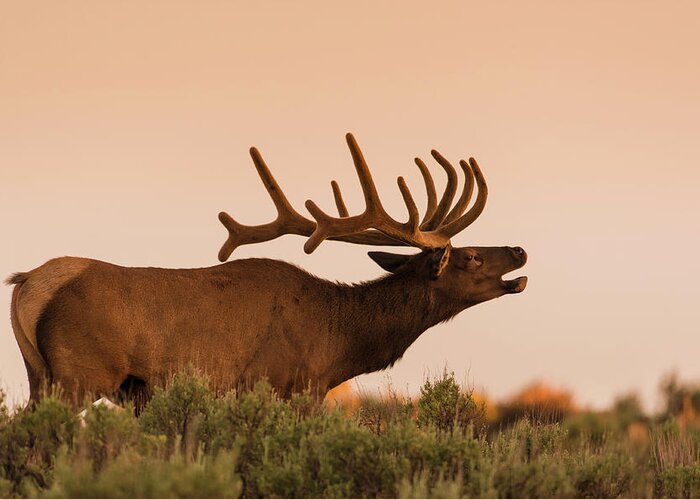 Animal Themes Greeting Card featuring the photograph Elk In Velvet On Hill In Yellowstone by © J. Bingaman Photography