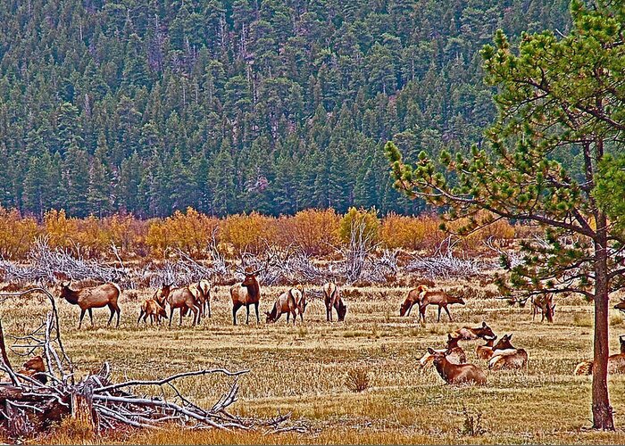 Elk Near Cub Lake Trail In Rocky Mountain National Park Greeting Card featuring the photograph Elk Near Cub Lake Trail in Rocky Mountain National Park-Colorado by Ruth Hager