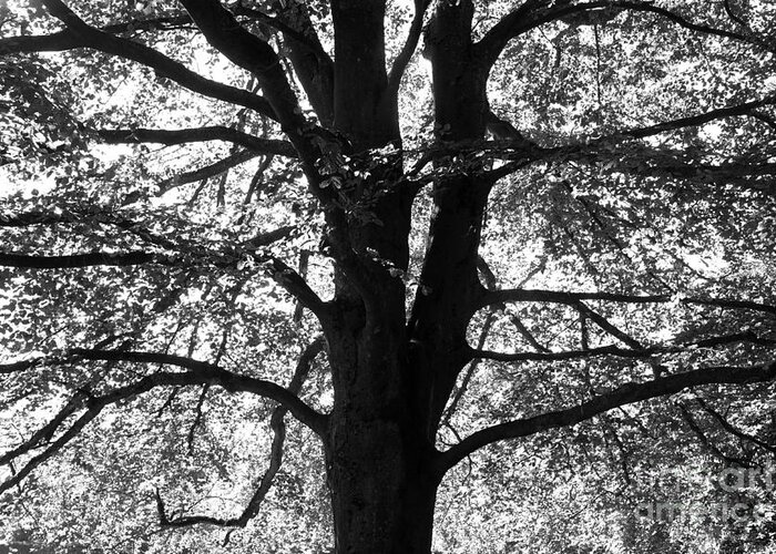 Vancouver Greeting Card featuring the photograph Elm in Black and White by John Mitchell