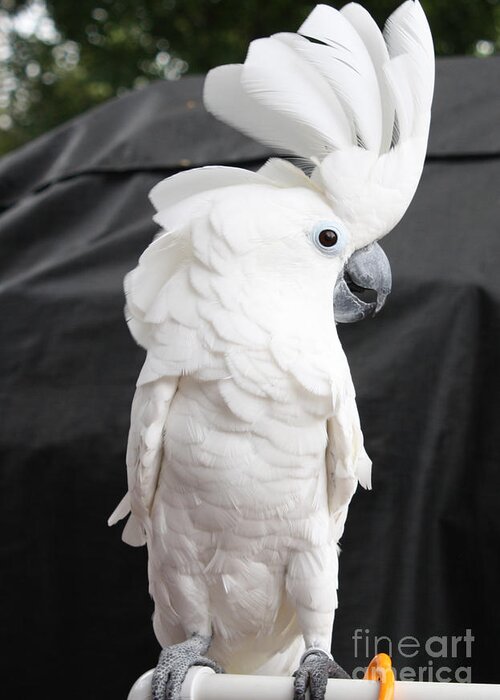 Elvis The Cockatoo Ii The Profile Shot Greeting Card featuring the photograph Elvis The Cockatoo II The Profile Shot by John Telfer
