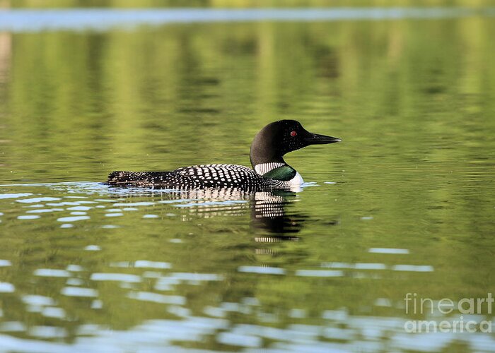 Loon Greeting Card featuring the photograph Emerald Loon by Stan Reckard
