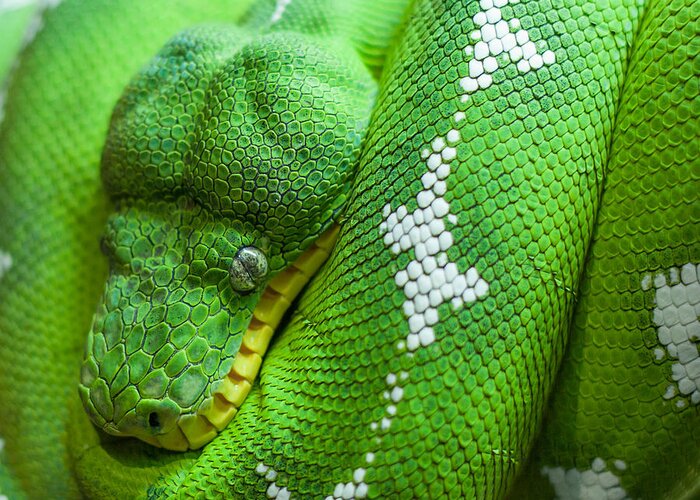 Snake Greeting Card featuring the photograph Emerald Tree Boa by Doug McPherson
