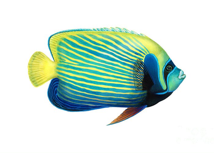 Emperor Angelfish Greeting Card featuring the photograph Emperor Angelfish Pomacanthus Imperator by Carlyn Iverson
