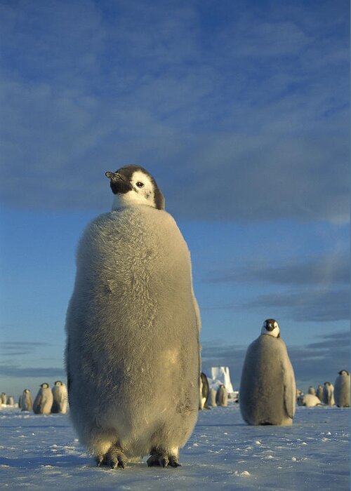 Feb0514 Greeting Card featuring the photograph Emperor Penguin Chick At Midnight by Tui De Roy