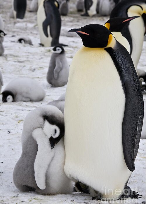 Penguin Colony Greeting Card featuring the photograph Emperor Penguin With Sleeping Chick by Greg Dimijian