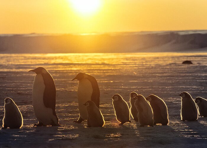 Feb0514 Greeting Card featuring the photograph Emperor Penguins With Chicks Antarctica by Konrad Wothe