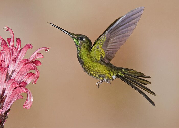 Feb0514 Greeting Card featuring the photograph Empress Brilliant Hummingbird Feeding by Steve Gettle