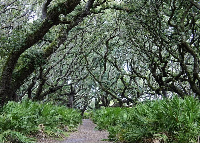 Cumberland Island Greeting Card featuring the photograph Enchanted Forest by Laurie Perry