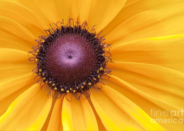 Black-eyed Susan Greeting Card featuring the photograph Encouragement by Patty Colabuono