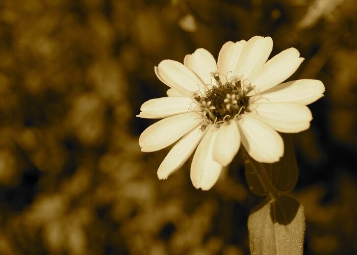 Zinnia Greeting Card featuring the photograph End of Season by Photographic Arts And Design Studio