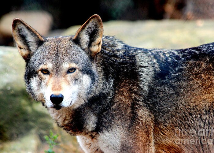 Endangered Red Wolf Greeting Card featuring the photograph Endangered Red Wolf by Kathy White