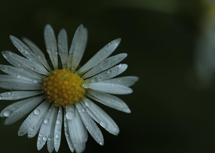 Daisy Greeting Card featuring the photograph English Daisy and Rain Drops by Valerie Collins
