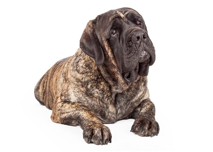 Animal Greeting Card featuring the photograph English Mastiff Dog Laying Head Tilted by Good Focused