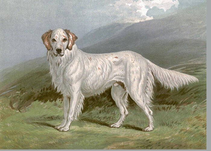 English Greeting Card featuring the painting English Setter - left by Charlie Ross