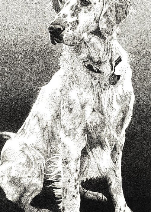 English Setter Greeting Card featuring the drawing English Setter by Rob Christensen