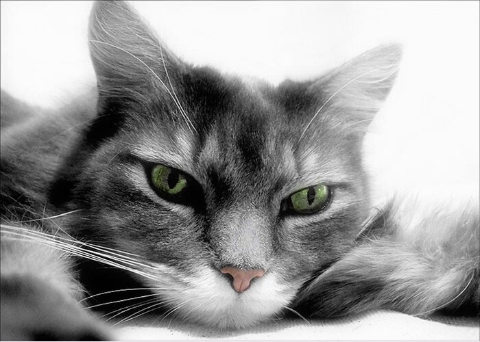 Cat Greeting Card featuring the photograph Ennui by Louise Kumpf